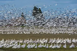 Flock Prints: USA, Washington, Skagit Valley. Flock of geese taking flight over other geese