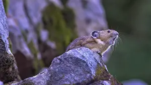 Call Prints: USA, Washington State. American Pika (Ochotona princeps) calling to proclaim territory or warn of predators at Mt