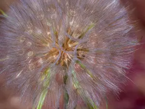 Seed Prints: USA, Washington State, Eastern Washington fluffy seed head of Salsify dandelion