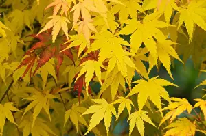Maple Leaf Prints: USA, WASHINGTON STATE, MAPLE TREE IN FALL