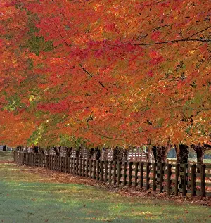 Driveway Prints: USA, Washington State, North Bend fence and tree lined driveway in fall colors