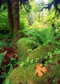 Rainforest Prints: USA, Washington State, Olympic Peninsula, Olympic National Park, View of Hoh rainforest