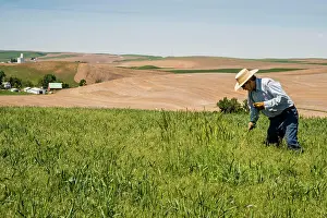 Dusty Prints: USA, Washington State, Palouse