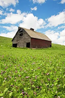 Refreshing Prints: USA, Washington State, Palouse. Old, red barn in field of chickpeas (PR)