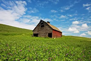 Refreshing Prints: USA, Washington State, Palouse. Old, red barn in field of chickpeas (PR)