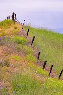 Wooden Post Prints: USA, Washington State, Palouse fence line near Winona with vetch and grasses