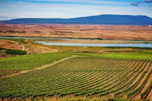 Vineyard Prints: USA, Washington State, Pasco. Spring growth in the Bacchus section of Sagemoor Vineyard that borders the Columbia River