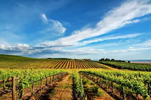 Vineyard Prints: USA, Washington State, Pasco. Rows in a Washington vineyard flourish in spring light