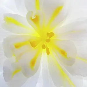 Large Format Prints: USA, Washington State, Seabeck. Begonia blossom close-up