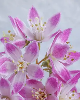 Jaynes Gallery Prints: USA, Washington State, Seabeck. Close-up of deutzia blossoms