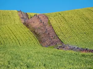 Palouse Prints: USA, Washington State, Winona winter wheat with fence line running through middle of field