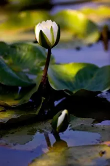 Flower Head Prints: USA, Washington, Washington DC, Water lilies in Aquatic Gardens