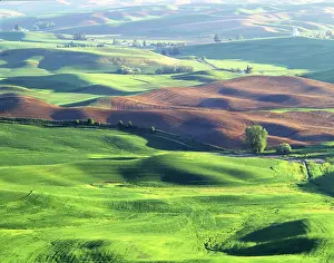 Large Format Prints: USA, Washington, Whitman County, Steptoe Butte State Park, Palouse, Wheat Fields