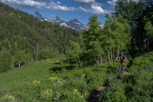 Model Release Prints: USA, Wyoming. Man cycling singletrack with Teton Mountains in distance