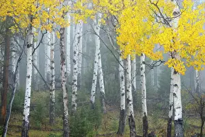 Unesco Prints: USA, Wyoming, Yellowstone National Park