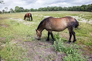 Restoration Prints: Using Welsh mountain ponies to help restore lowland heath habitat at Bickerton Hill Cheshire