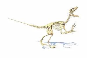 Extinct Prints: Utahraptor dinosaur skeleton, illustration
