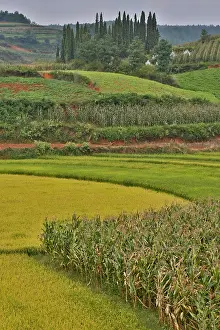 Crops Prints: Valley near Tangjiawan Kunming crops of rice and corn