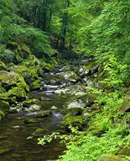 Bavaria Prints: Valley of river Wolfsteiner Ohe (Buchberger Leite) in the Bavarian Forest