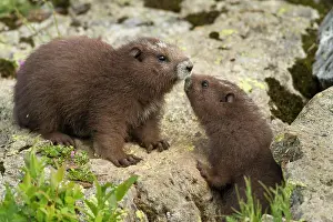 Vancouver Island Prints: Vancouver Island Marmot, Marmota Vancouverensis, Vancouver Island, BC, Canada