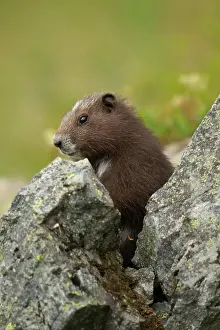 Vancouver Island Prints: Vancouver Island Marmot, Marmota Vancouverensis, Vancouver Island, BC, Canada