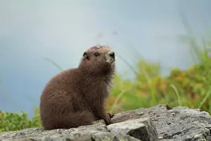 Vancouver Island Prints: Vancouver Island Marmot, Marmota Vancouverensis, Vancouver Island, BC, Canada