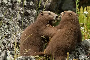 Vancouver Island Prints: Vancouver Island Marmot, Marmota Vancouverensis, Vancouver Island, BC, Canada