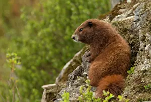 Vancouver Island Prints: Vancouver Island Marmot, Marmota Vancouverensis, Vancouver Island, BC, Canada