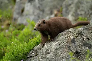 British Columbia Prints: Vancouver Island Marmot, Marmota Vancouverensis, Vancouver Island, BC, Canada