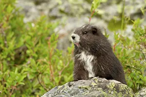 British Columbia Prints: Vancouver Island Marmot, Marmota vancouverensis
