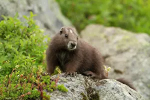 British Columbia Prints: Vancouver Island Marmot, Marmota Vancouverensis, Vancouver Island, BC, Canada