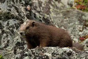 British Columbia Prints: Vancouver Island Marmot, Marmota Vancouverensis, Vancouver Island, BC, Canada