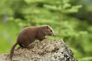 British Columbia Prints: Vancouver Island Marmot, Marmota Vancouverensis, Vancouver Island, BC, Canada