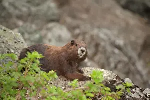 British Columbia Prints: Vancouver Island Marmot, Marmota Vancouverensis, Vancouver Island, BC, Canada