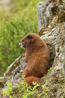 British Columbia Prints: Vancouver Island Marmot, Marmota Vancouverensis, Vancouver Island, BC, Canada