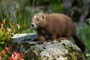 British Columbia Prints: Vancouver Island Marmot, Marmota Vancouverensis, Vancouver Island, BC, Canada