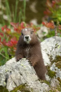 British Columbia Prints: Vancouver Island Marmot, Marmota Vancouverensis, Vancouver Island, BC, Canada