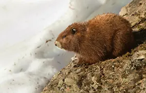 Full Length Prints: Vancouver Island Marmot, Marmota Vancouverensis, Vancouver Island, BC, Canada