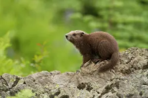 Full Length Prints: Vancouver Island Marmot, Marmota Vancouverensis, Vancouver Island, BC, Canada