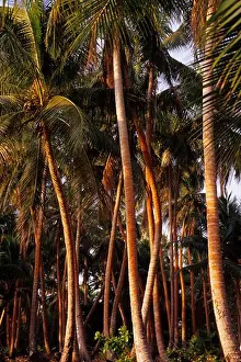 Plantation Prints: VANUATU, MALEKULA ISLANDS, ULIVEO ISLAND, COCONUT PALM TREE PLANTATION