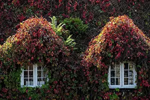Colourful Prints: Variegated leaves, wild vine, growing over house, Wales, Great Britain