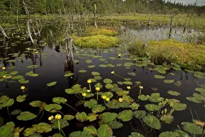 Ponds Prints: Variegated Pond-lily (Nuphar variegata) flowering