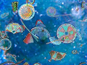 Symmetrical Prints: A variety of diatoms are displayed--from diatomaceous earth. Magnification 400x