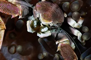 Secure Prints: A variety of porcelain crab, Neopetrolisthes maculatus, on a sea anemone, in the Maldives
