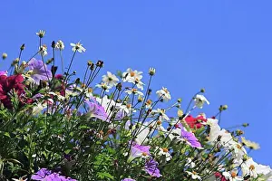 Colourful Prints: Various petunias (Petunia) in the blue sky, North Rhine-Westphalia, Germany, Europe
