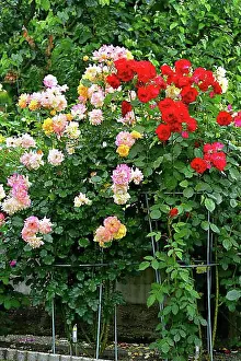 Diverse Prints: Various roses blooming in the garden