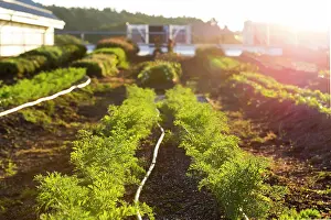 Massachusetts Prints: Vegetables growing on an organic farm