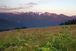 Vista Prints: Vegetation covers the hill in the foreground the high peaks of the Olympic Mountain Range background
