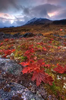 Destination Prints: Vegetation on the tundra, Tombstone Territorial Park, Yukon, Canada