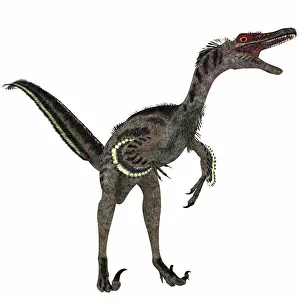 Extinct Prints: Velociraptor, a theropod dinosaur that existed in the late Cretaceous Period